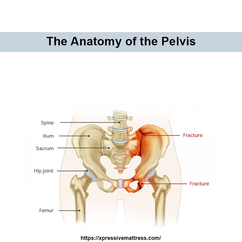  The Anatomy of the Pelvis